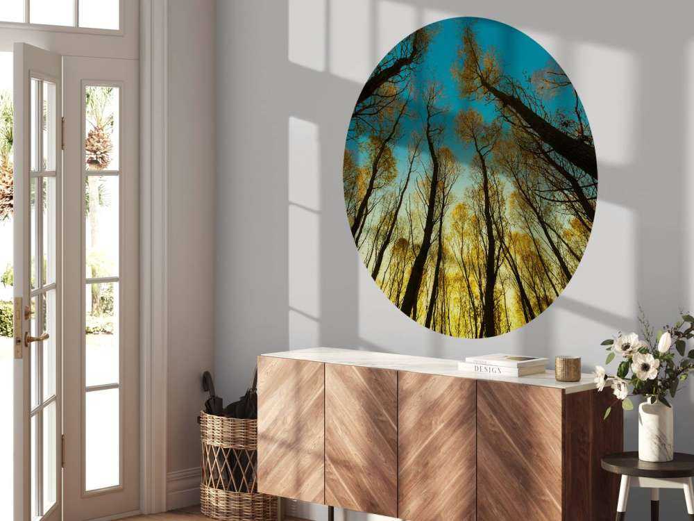 Lever de soleil entre les grands arbres