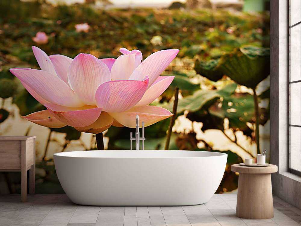La fleur de lotus rose