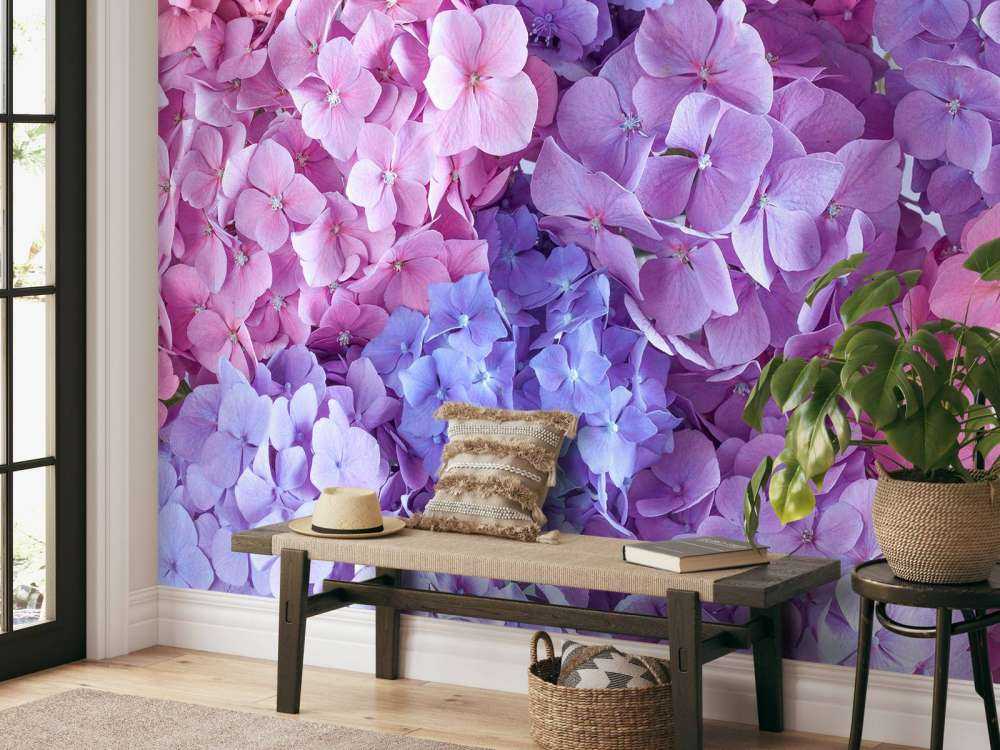 Hortensias multicolores