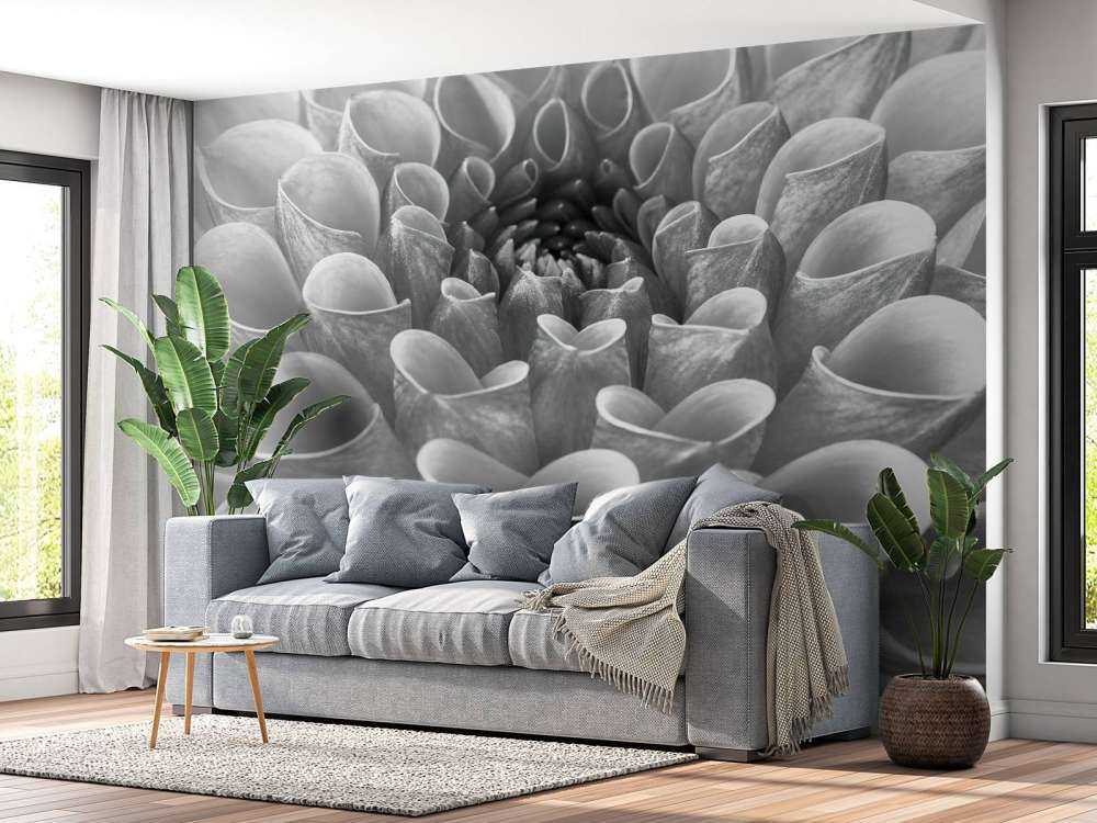 Dahlia en gros plan