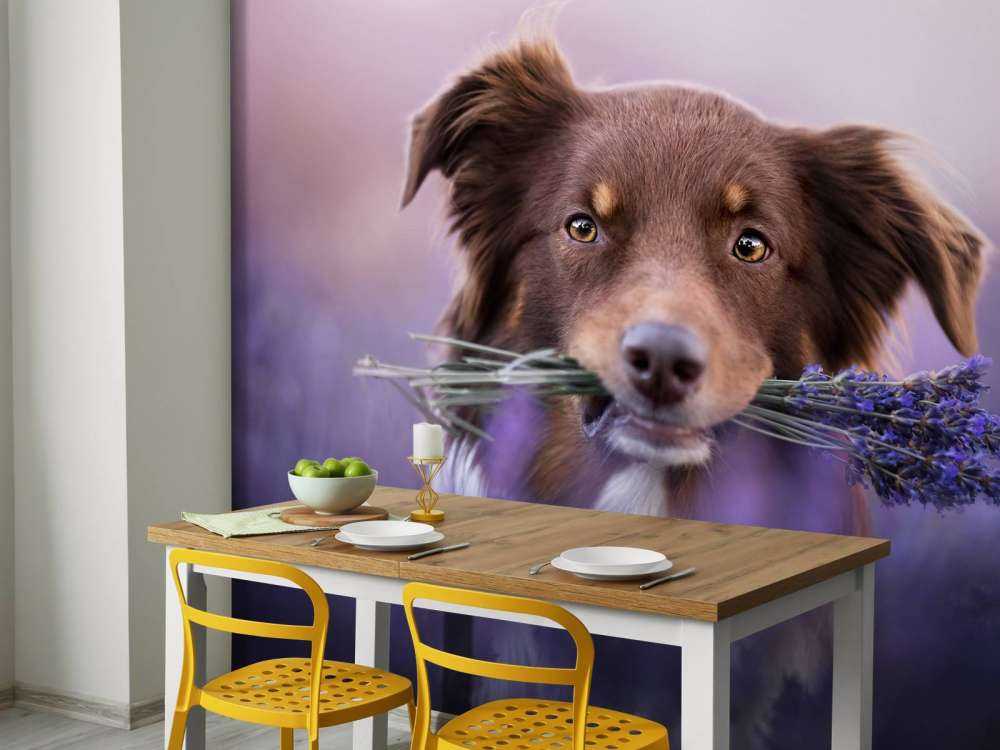 Chien à la lavande