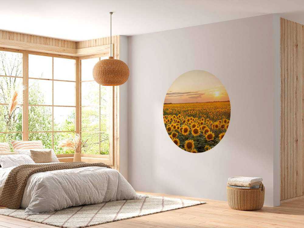 Champ de tournesol avec coucher de soleil