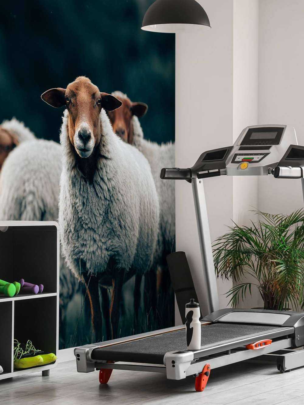 Moutons le soir