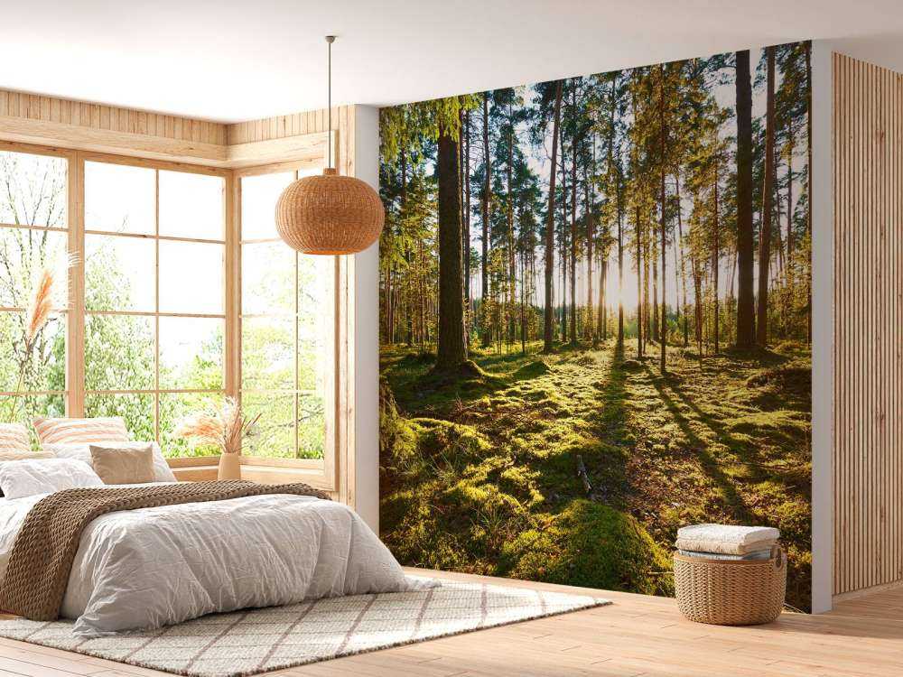 Forêt de pins