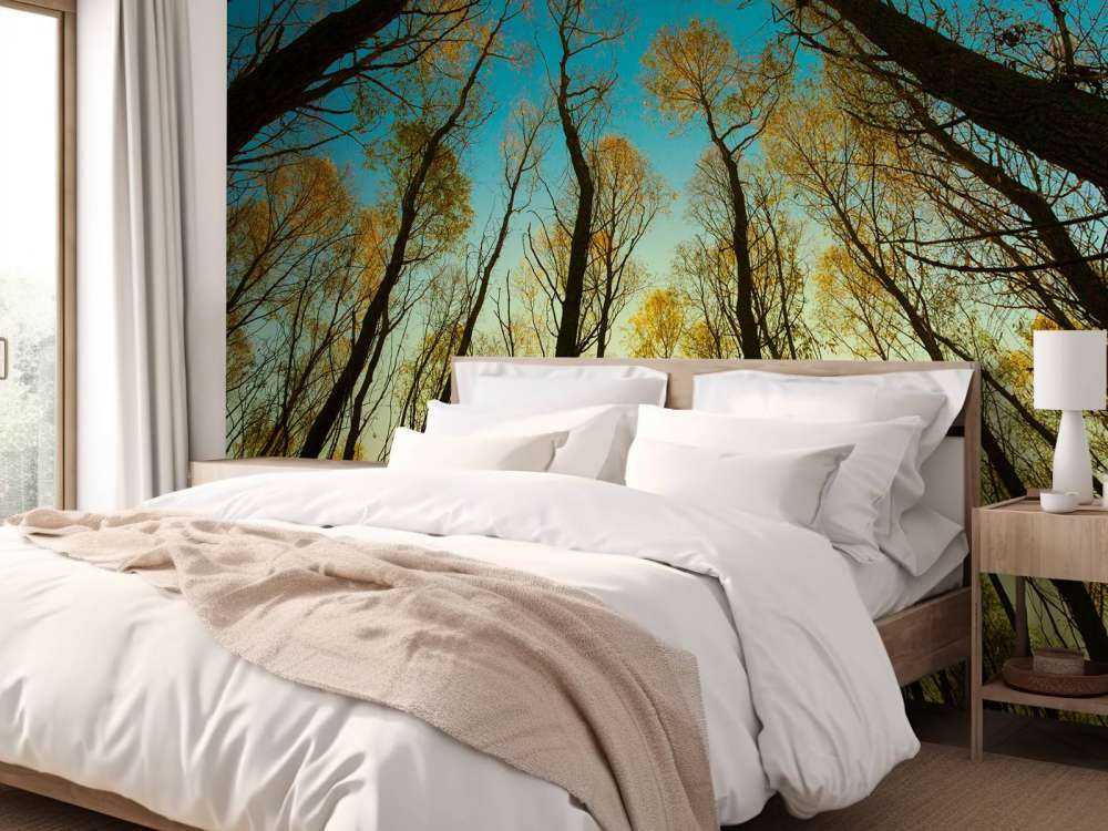 Lever de soleil entre les grands arbres