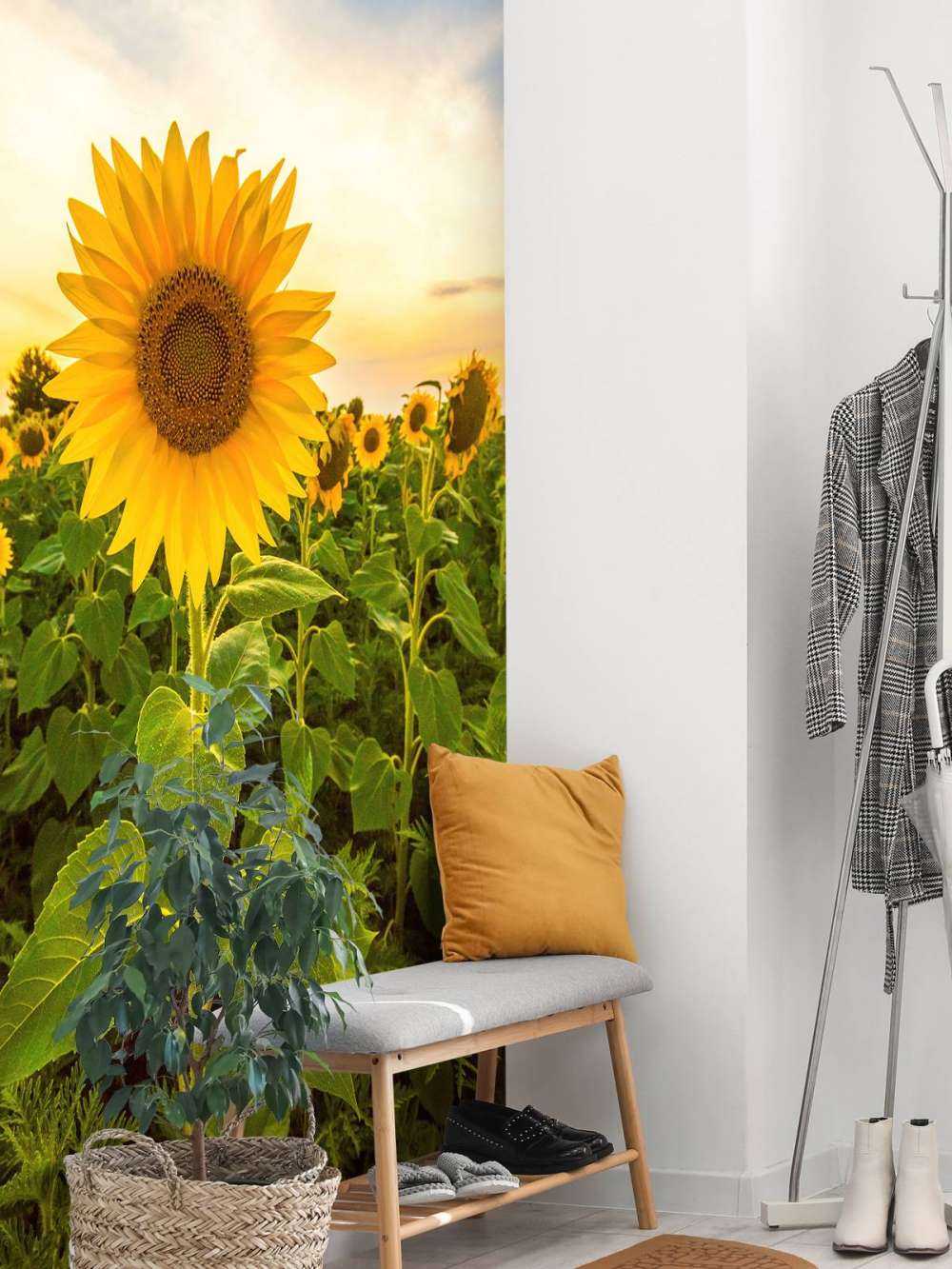 Le tournesol dans les champs
