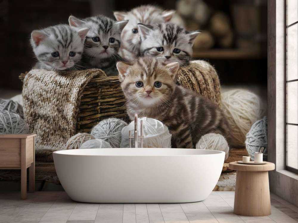 Chatons avec de la laine