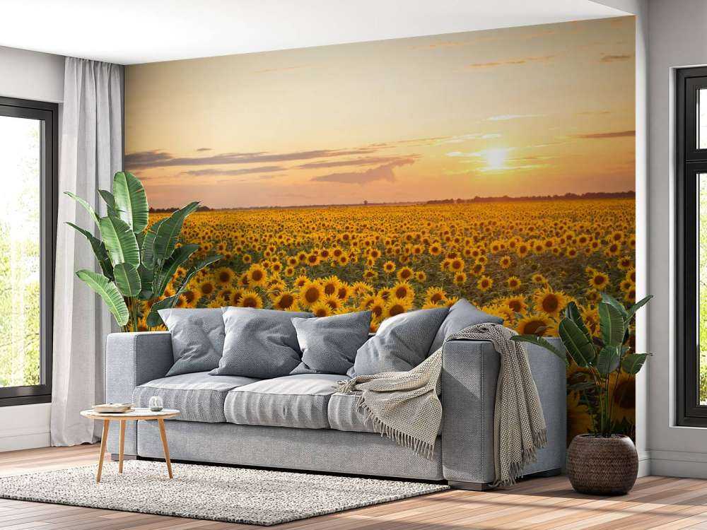 Champ de tournesol avec coucher de soleil