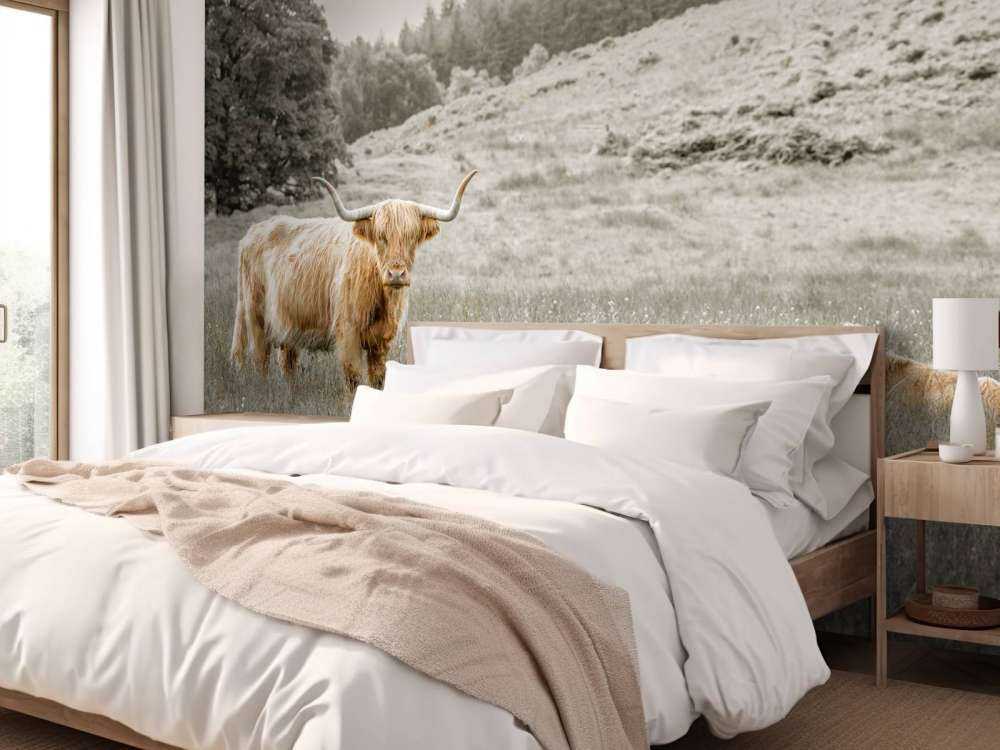 Highlander écossais avec veau