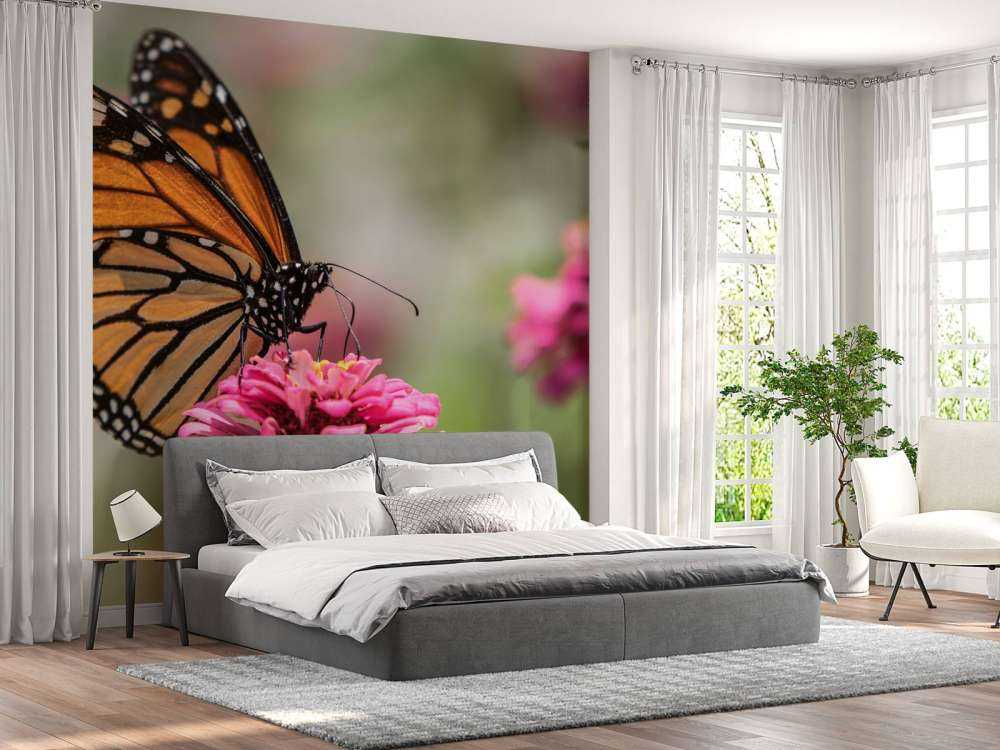 Papillon monarque