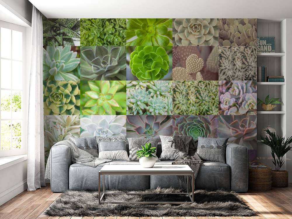 Collage de succulents