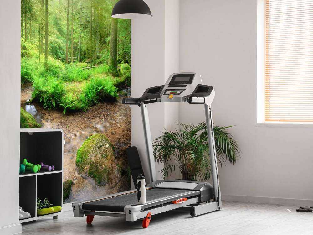 Paysage forestier enchanteur