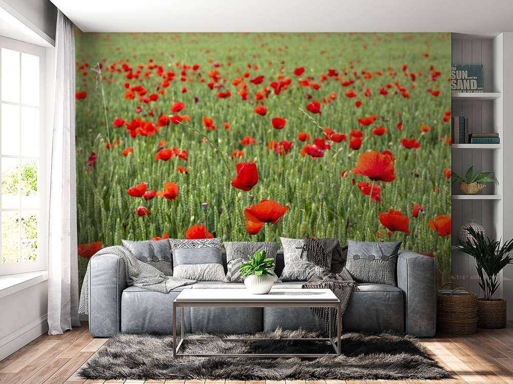 Champ de coquelicots rouges