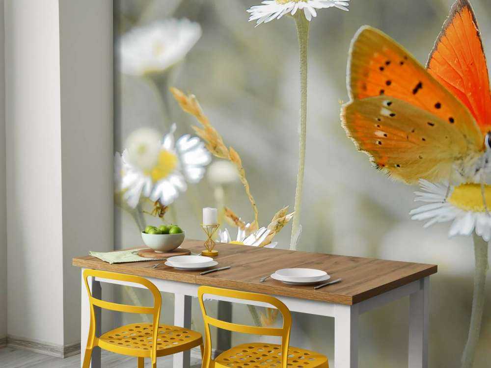 Marguerites et papillon orange