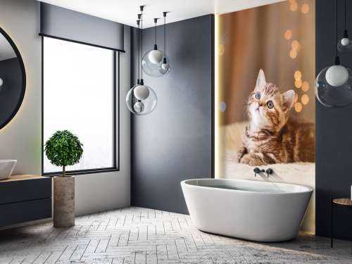 Une jolie chat