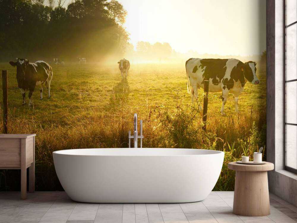 Vache au lever du soleil