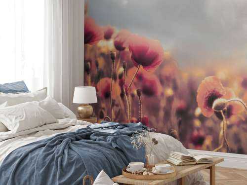 Coquelicots d'époque