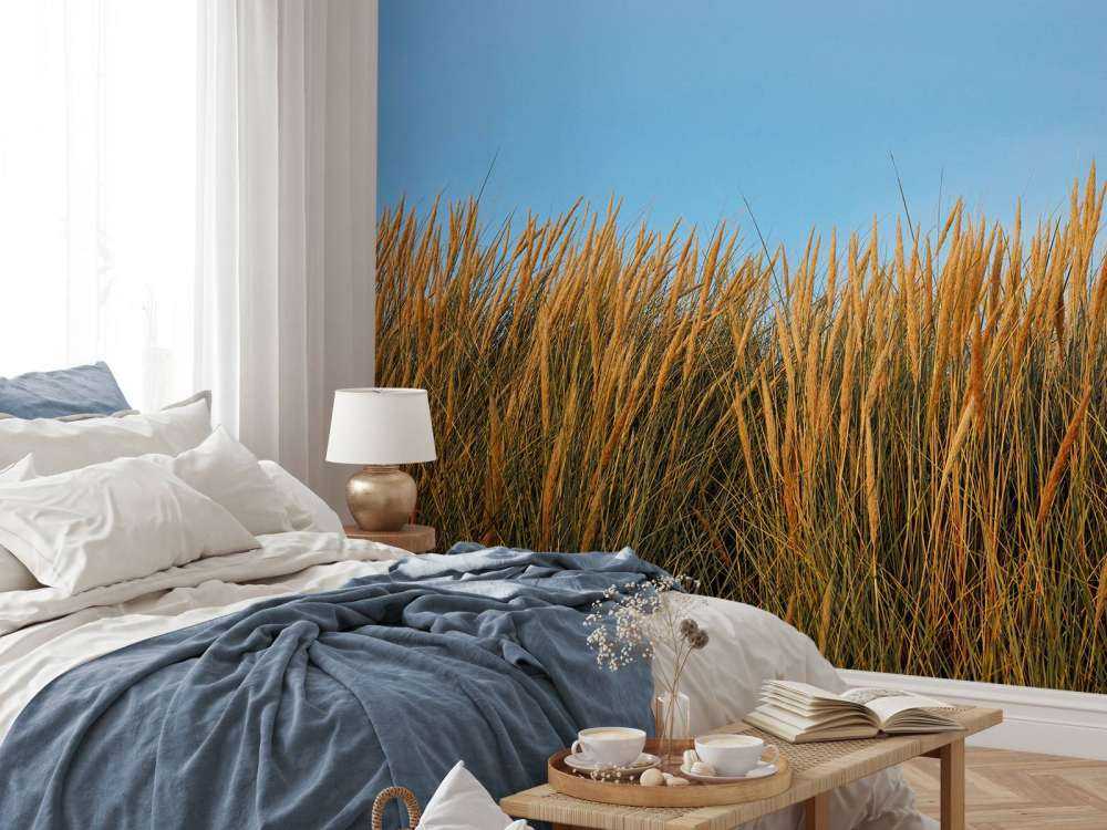 Herbe des dunes