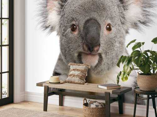 Photo d'un koala