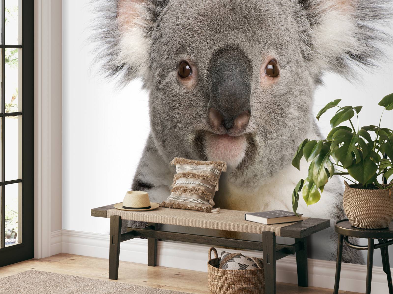 Photo d'un koala