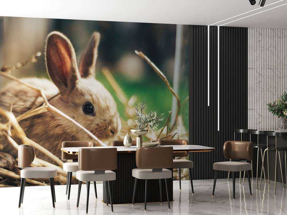 Lapin dans la paille