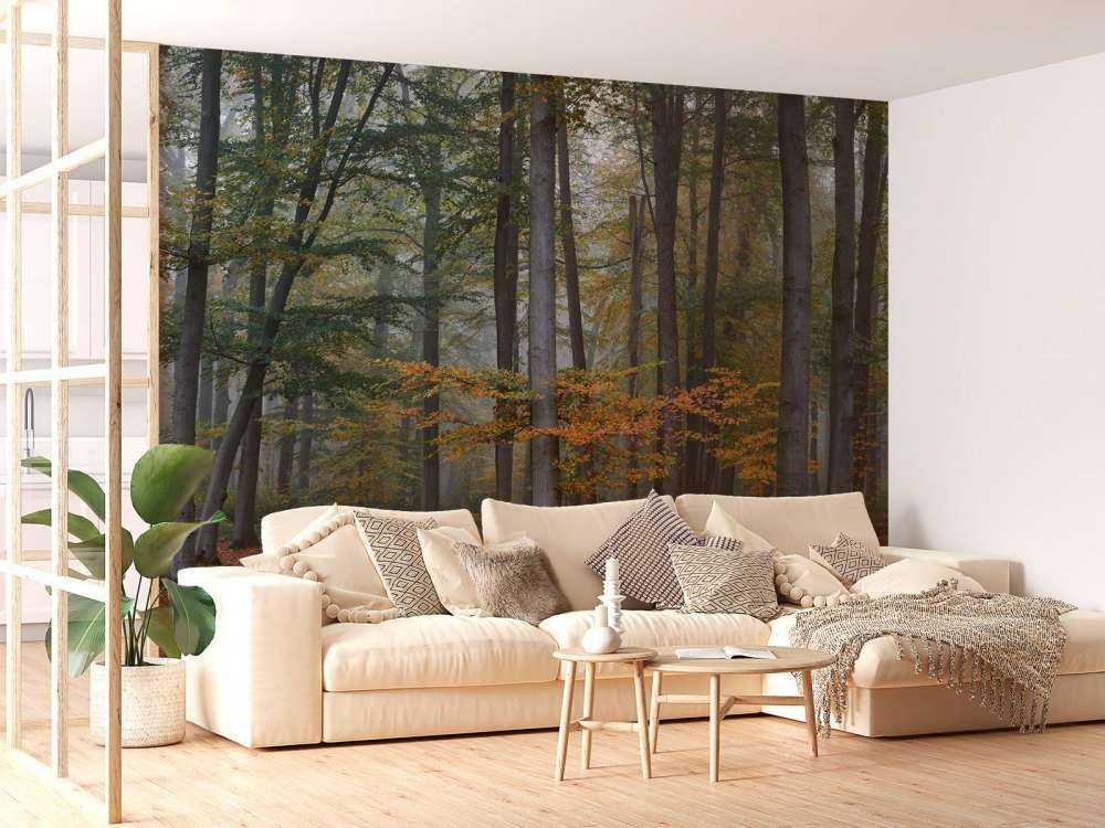 Couleurs d'automne dans une forêt brumeuse