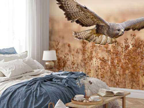 Common Buzzard