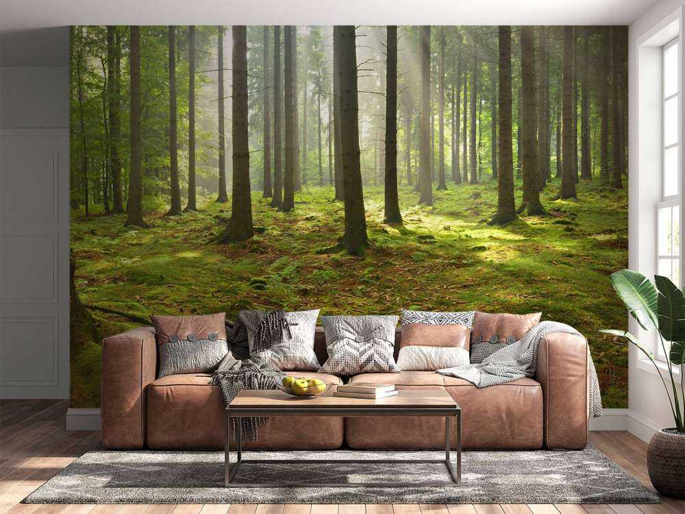 Forêt d'épicéas ensoleillée