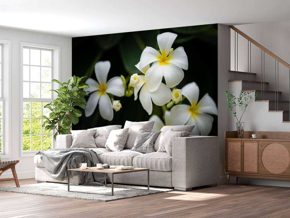 Close-up Plumeria