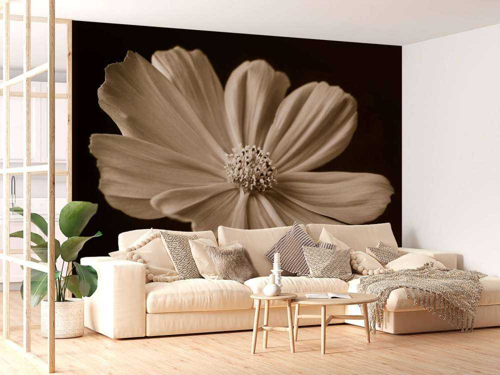 Fleur de cosmos
