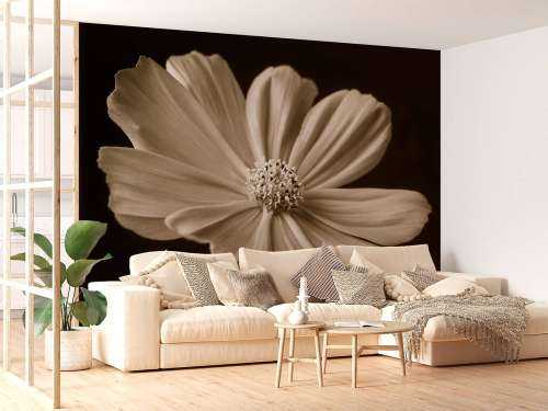 Fleur de cosmos