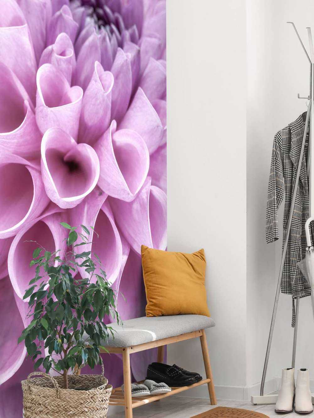 Dahlia mauve
