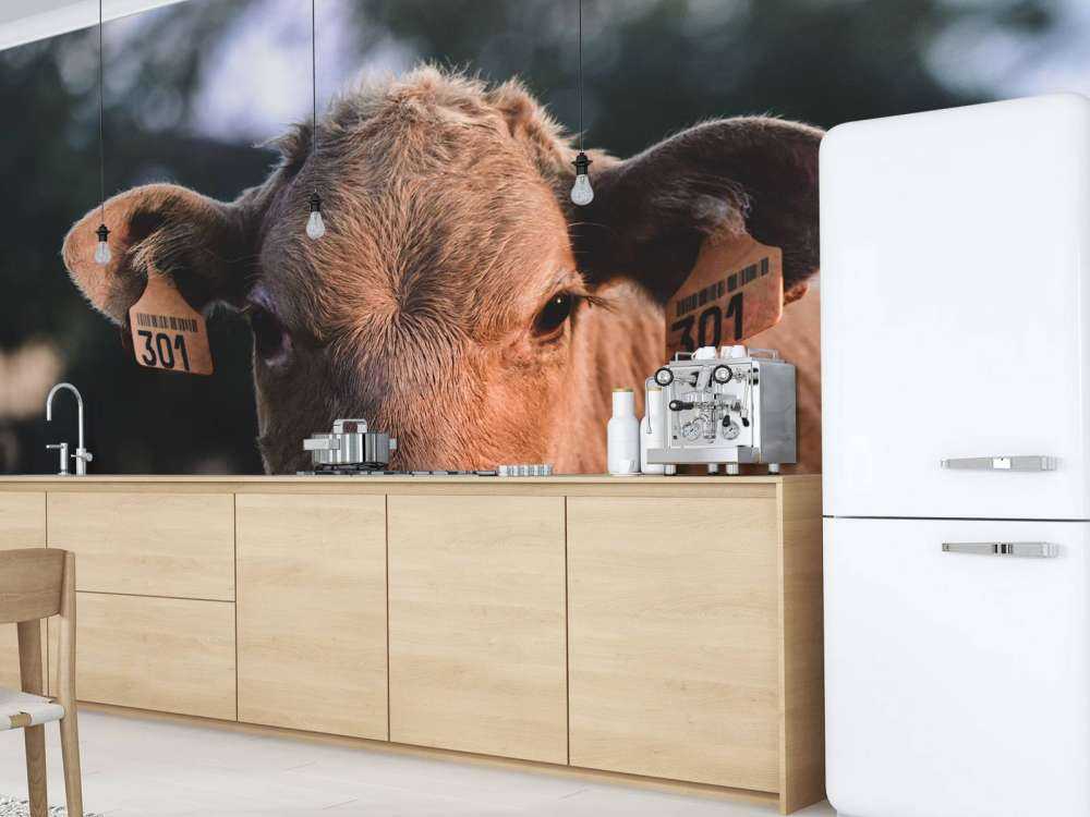 Gros plan sur la vache