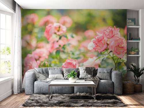 Rosier rose clair