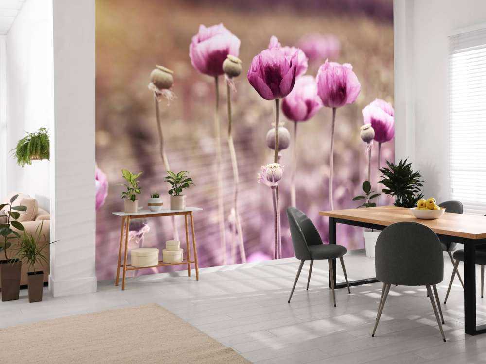 Coquelicots roses