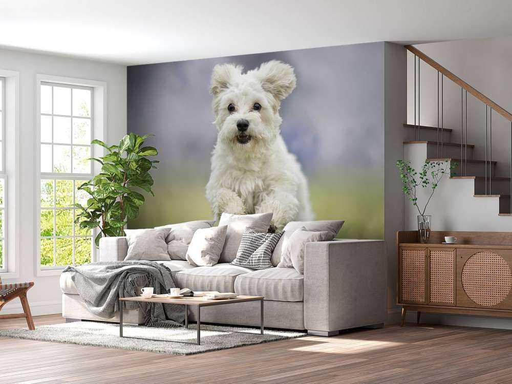 Chien courant