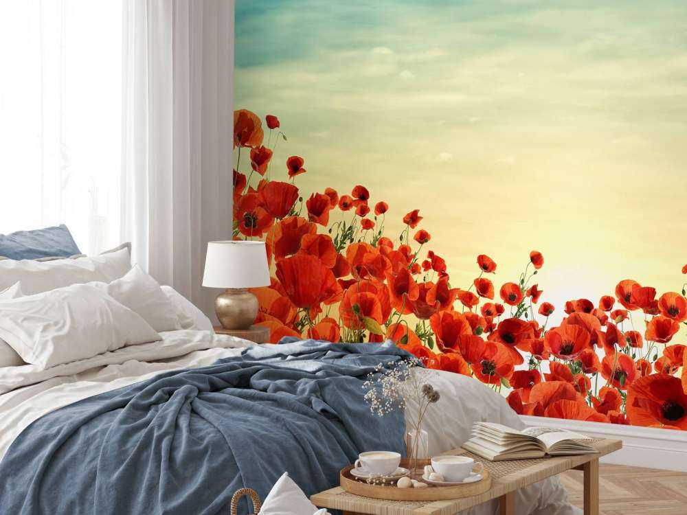 Coquelicots au coucher du soleil