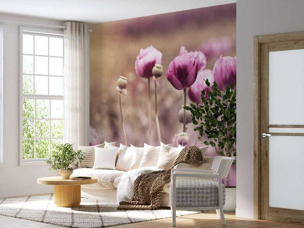 Coquelicots roses