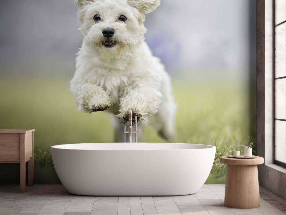 Chien courant