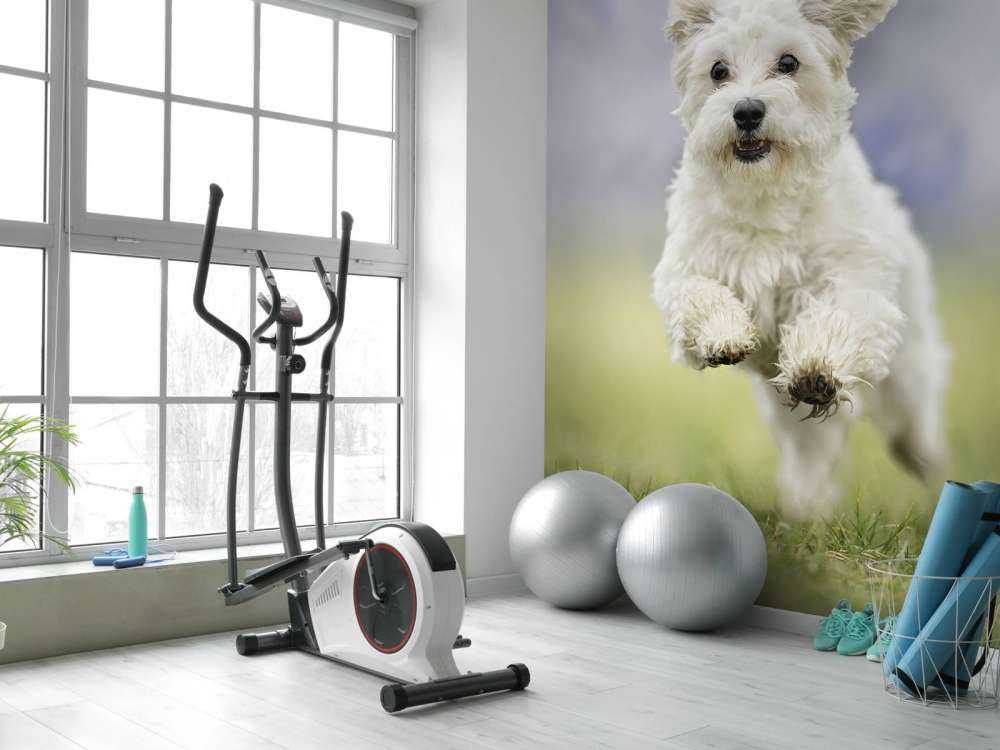 Chien courant