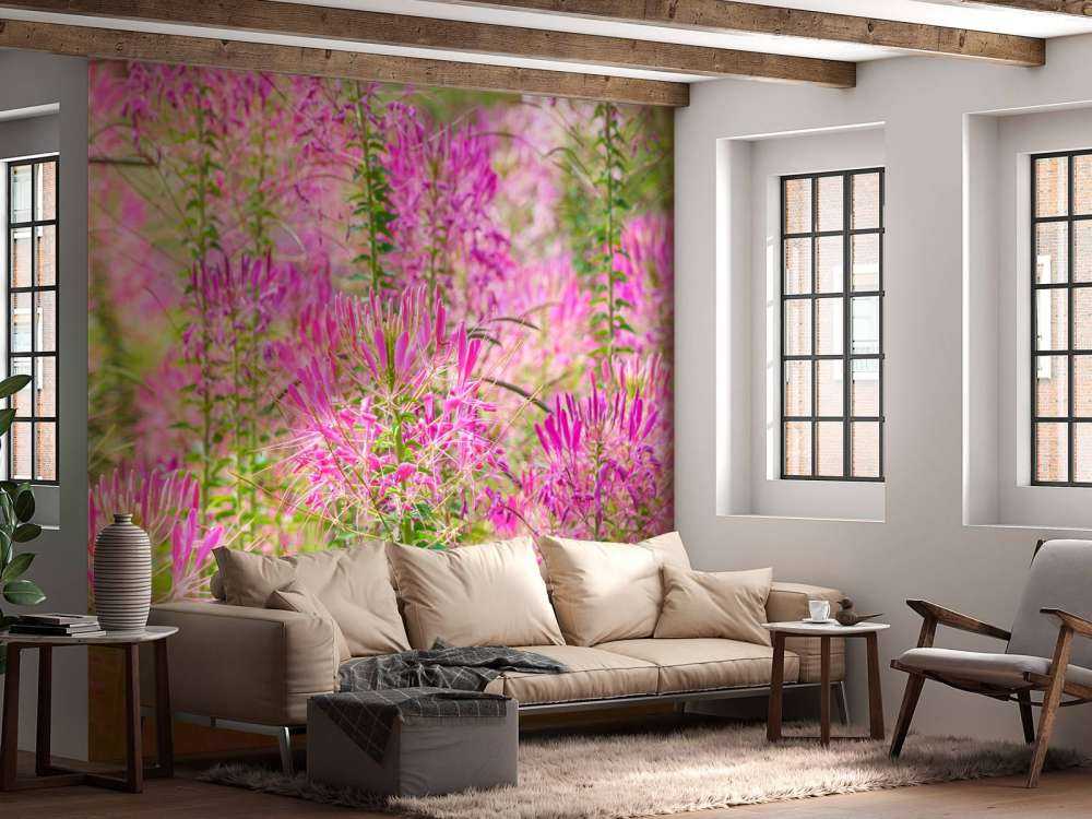 Fleurs de cléome