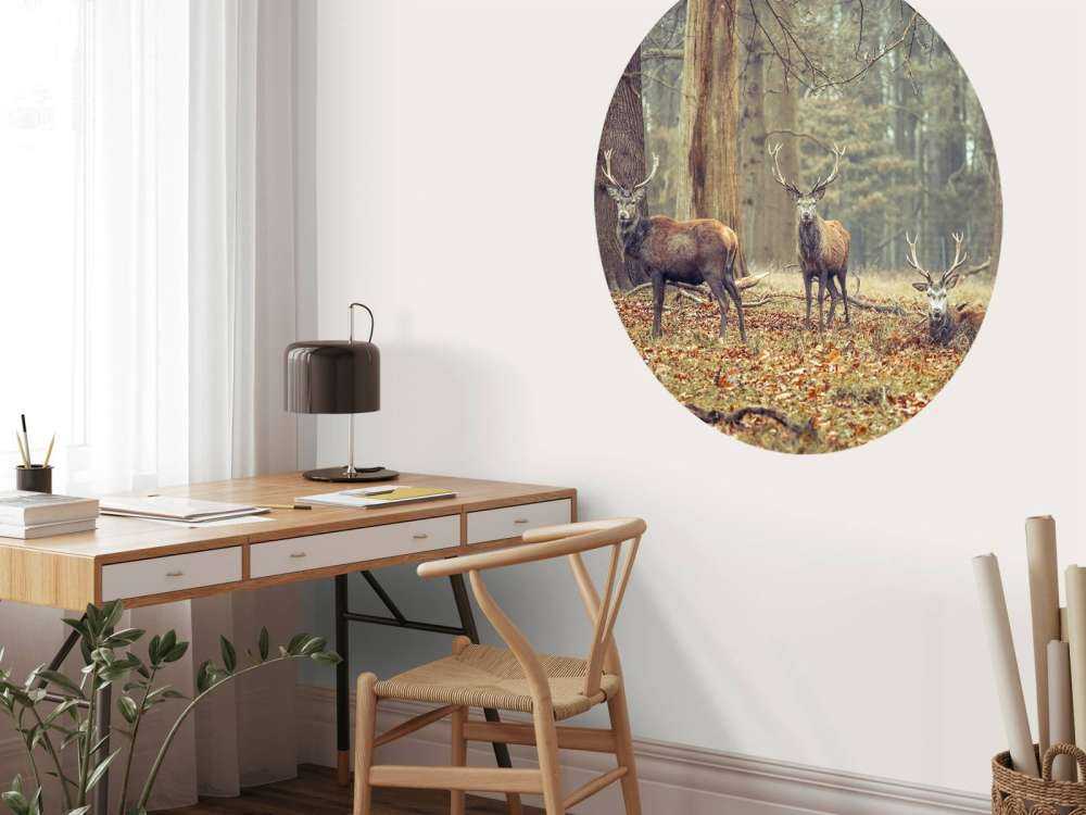 Cerfs sauvages