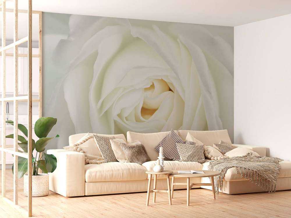 Rose blanche