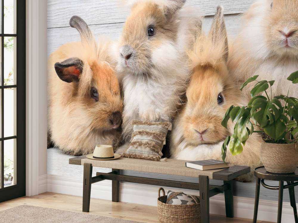 Petits lapins