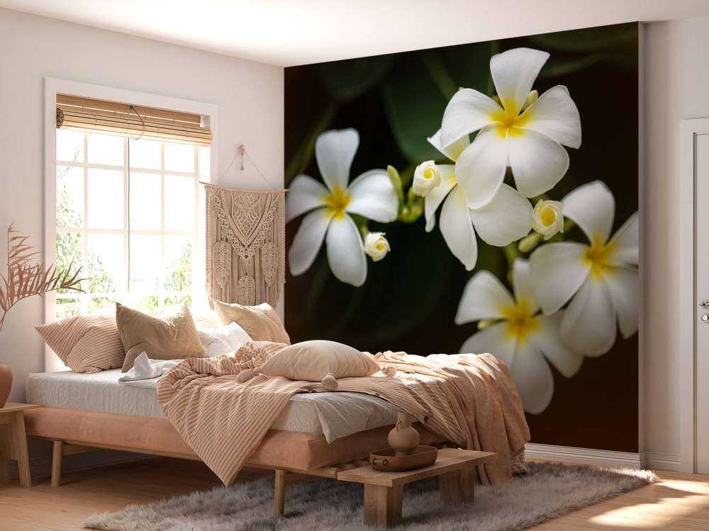 Close-up Plumeria