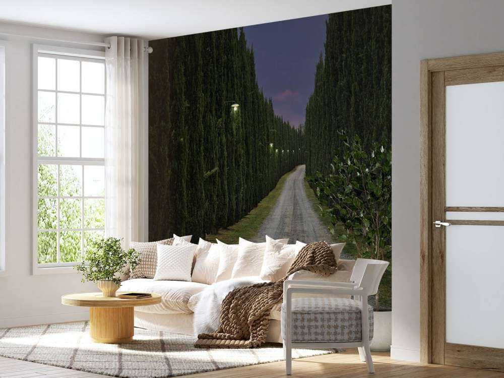 Cyprès le soir