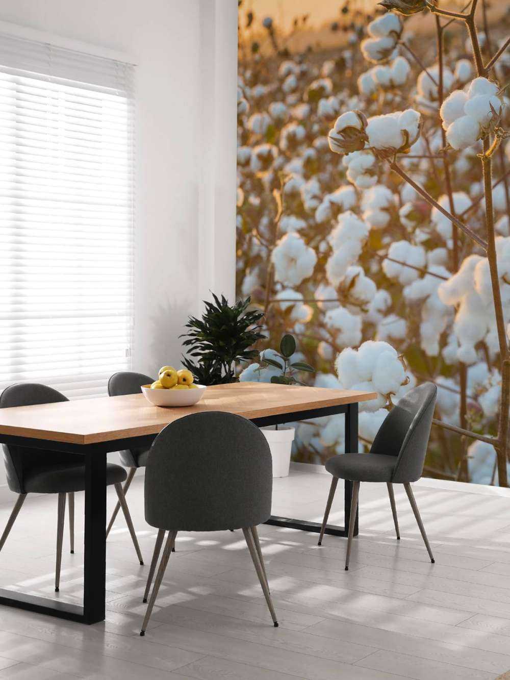 Champ de coton avec un ciel jaune doré