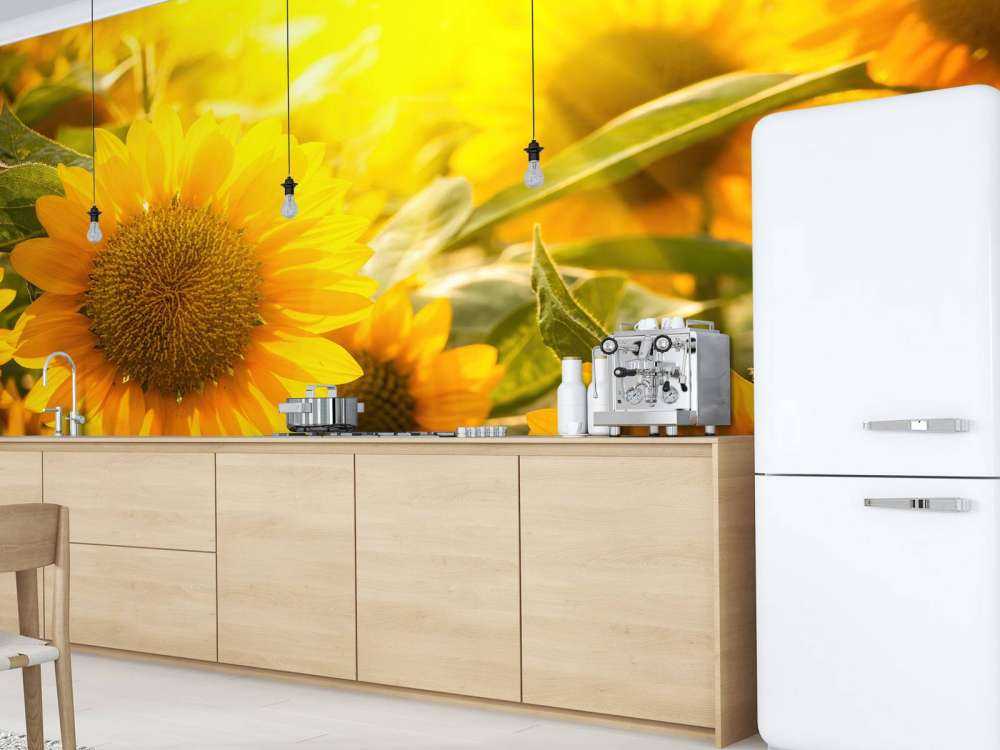 Les tournesols et le soleil