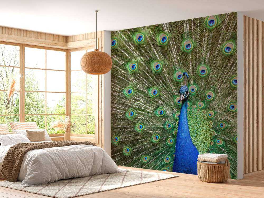 Paon aux plumes dilatées