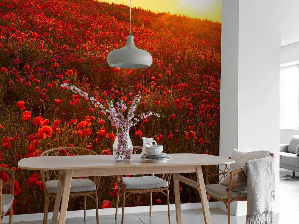 Des coquelicots sur une colline